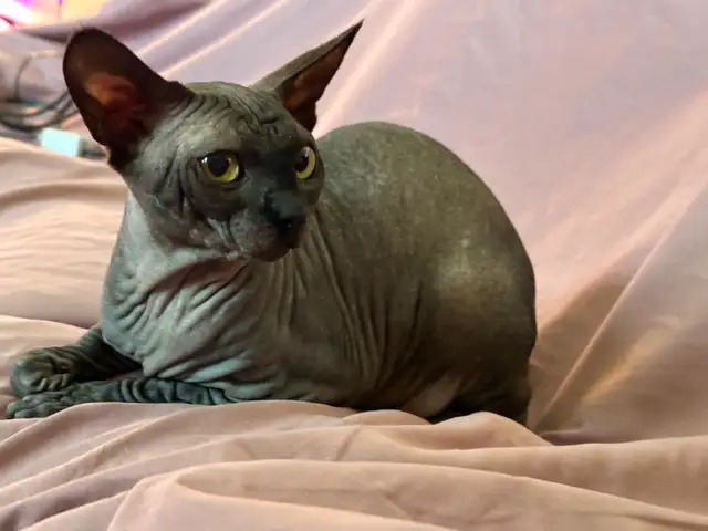 Sphynx young adult - Photo 2