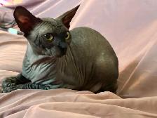 Sphynx young adult - Photo 2