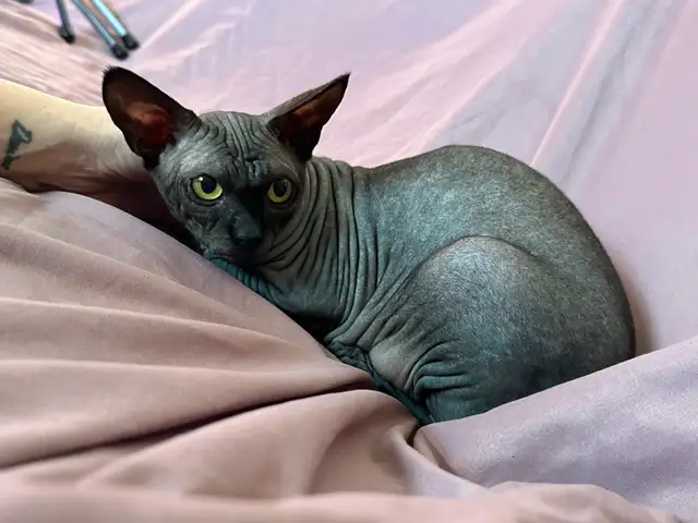 Sphynx young adult - Photo 3