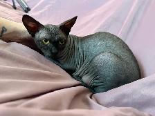 Sphynx young adult - Photo 3