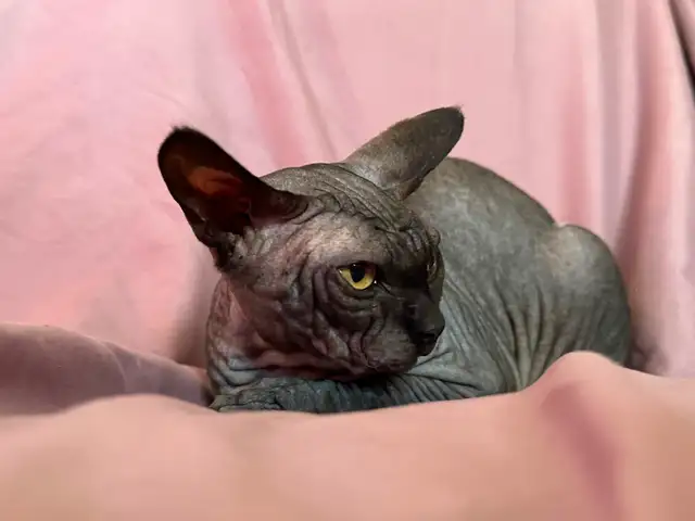 Sphynx young adult - Photo 4