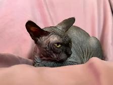 Sphynx young adult - Photo 4