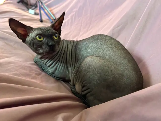 Sphynx young adult - Photo 5