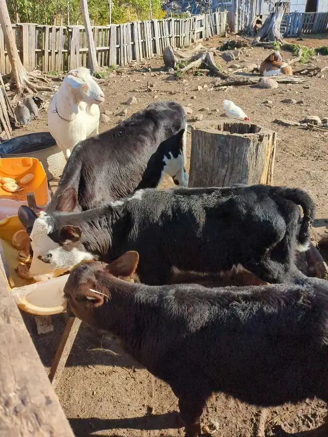 polled hereford bull calf wanted