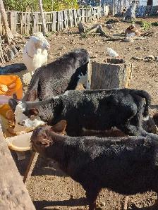 polled hereford bull calf wanted