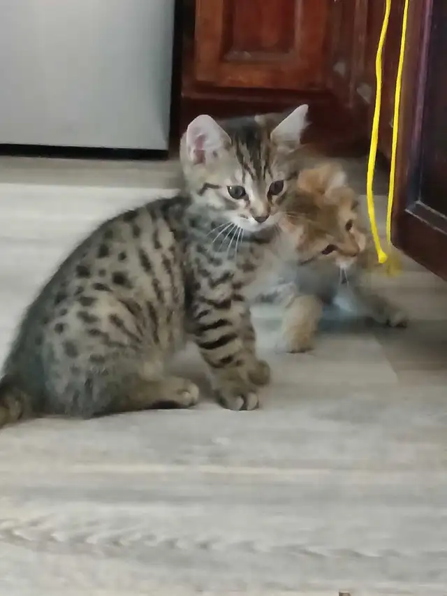 Chaton Bengal Savannah X croiser