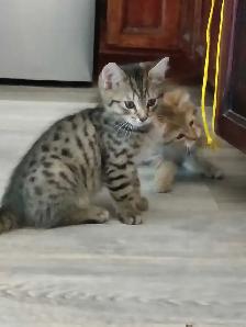 Chaton Bengal Savannah X croiser
