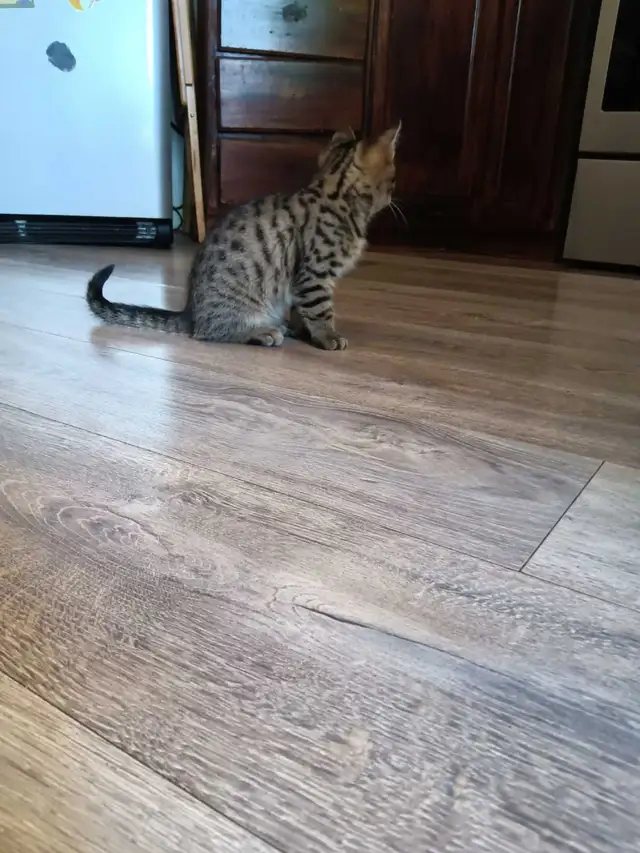 Chaton Bengal Savannah X croiser - Photo 2