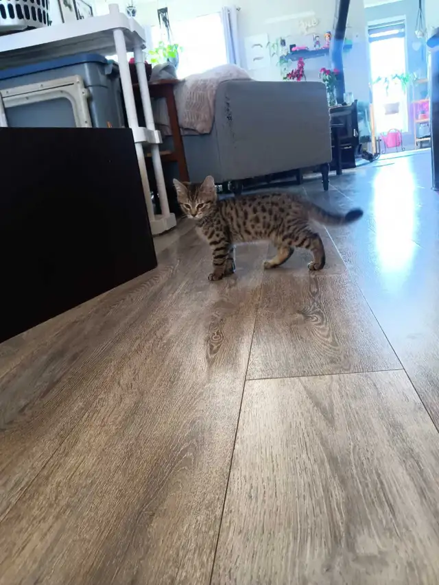 Chaton Bengal Savannah X croiser - Photo 3