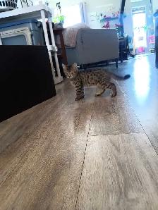 Chaton Bengal Savannah X croiser - Photo 3