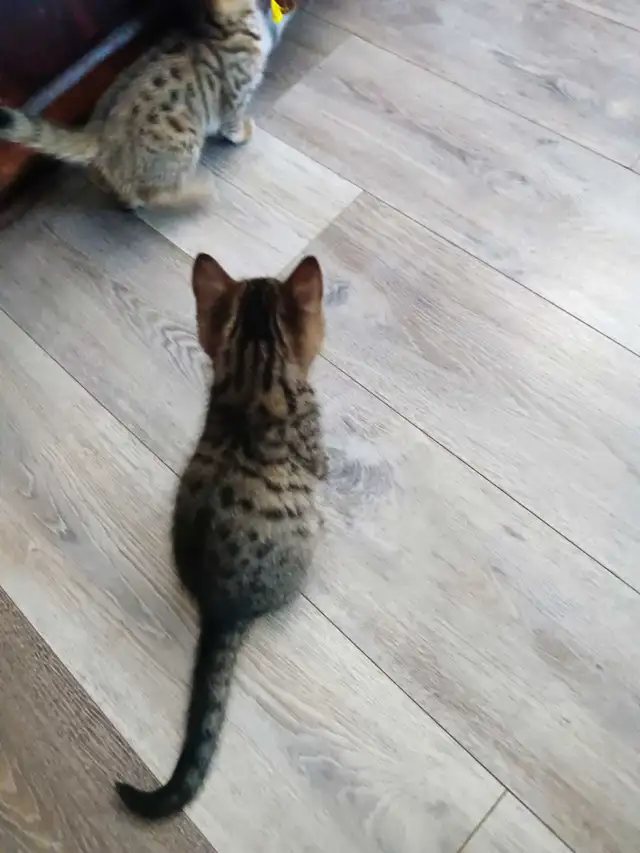 Chaton Bengal Savannah X croiser - Photo 4