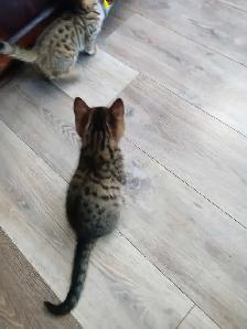 Chaton Bengal Savannah X croiser - Photo 4