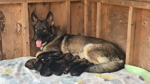 Berger Allemand pure race – Chiots prêts début juillet