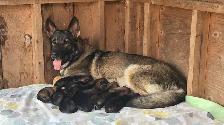 Berger Allemand pure race – Chiots prêts début juillet