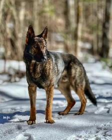 Berger Allemand pure race – Chiots prêts début juillet - Photo 2