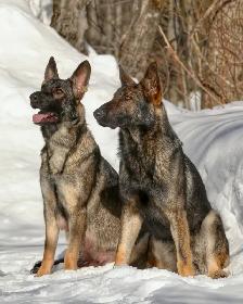 Berger Allemand pure race – Chiots prêts début juillet - Photo 4