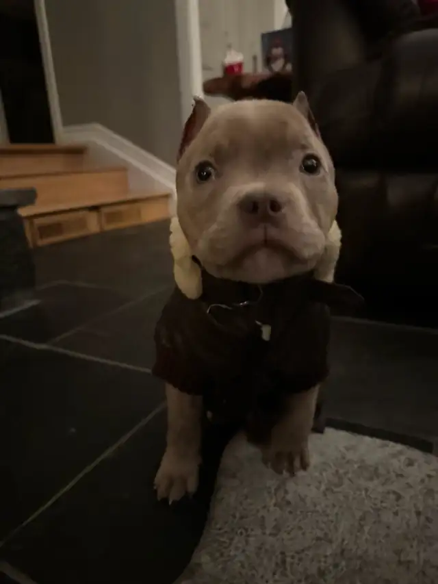pocket puppy
