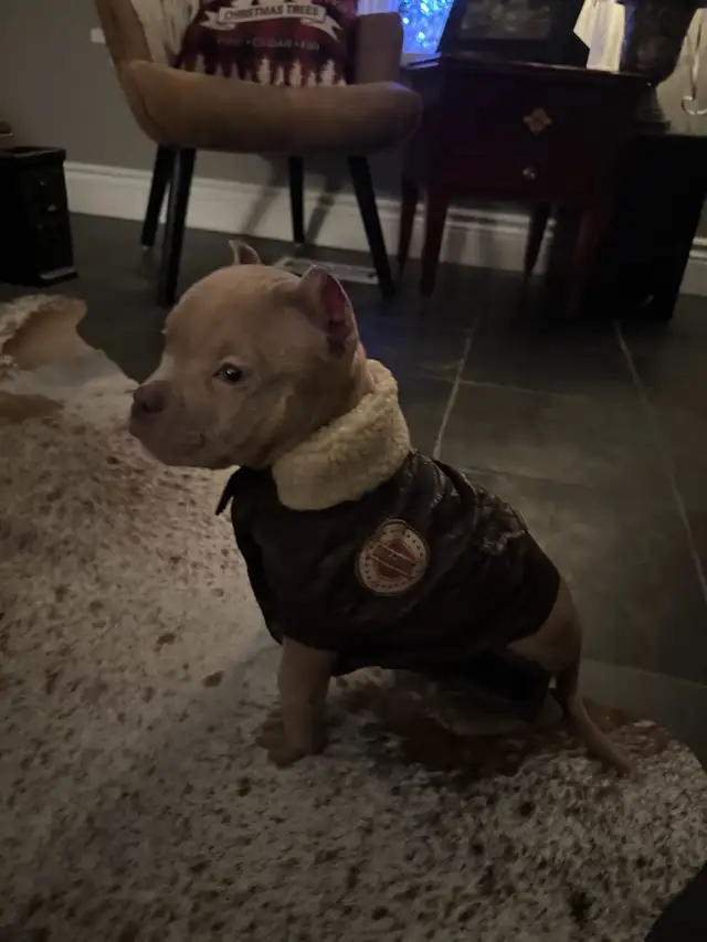 pocket puppy - Photo 2
