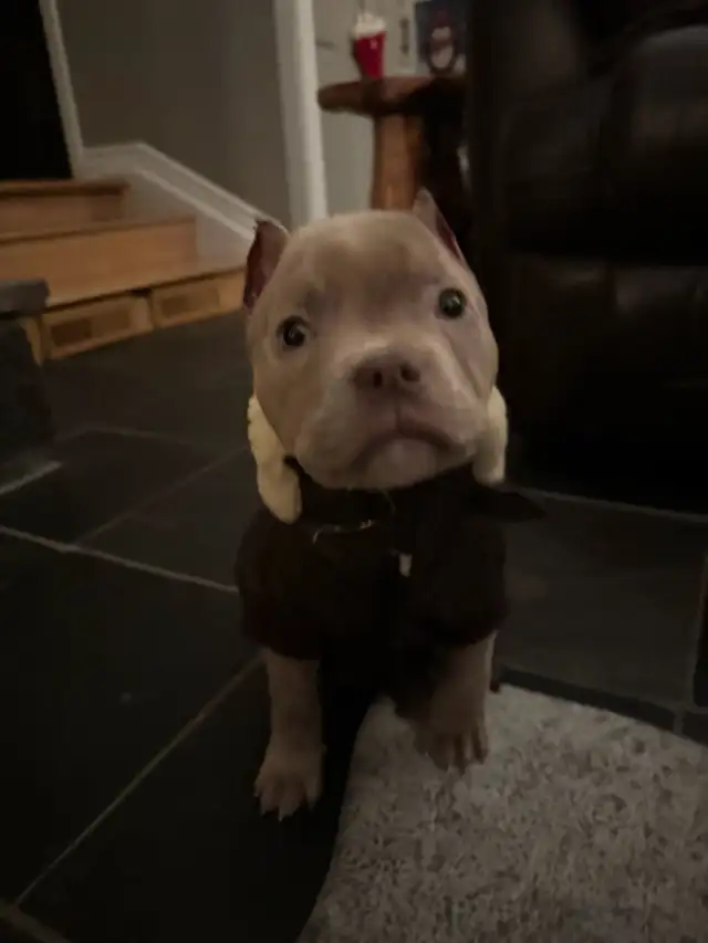 pocket puppy - Photo 3