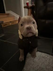 pocket puppy - Photo 3
