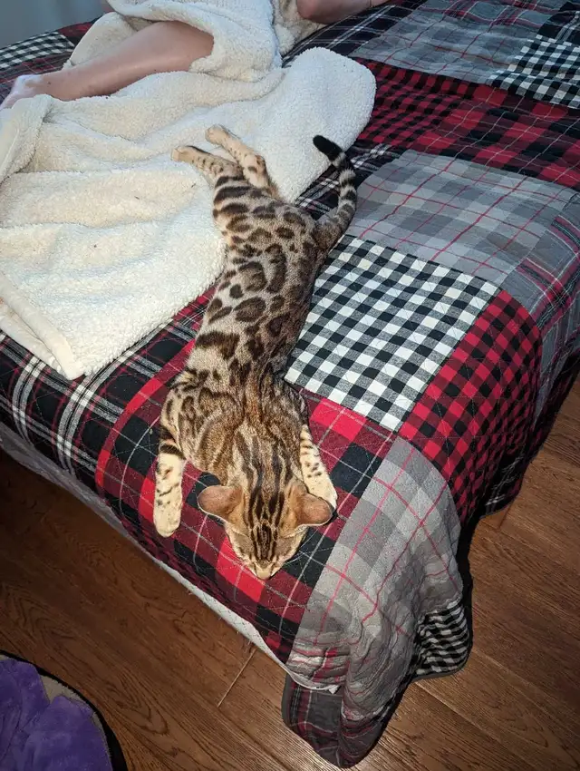 Male Bengal