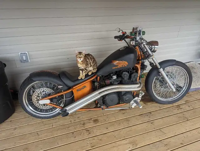 Male Bengal - Photo 2