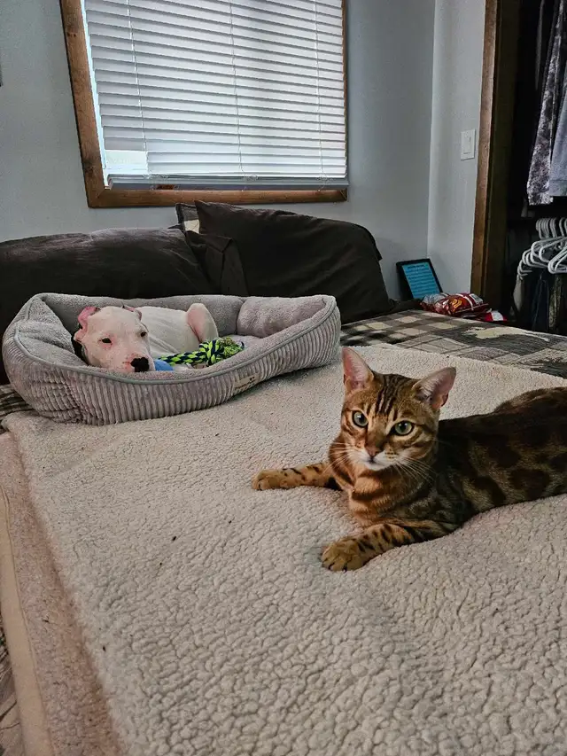 Male Bengal - Photo 3