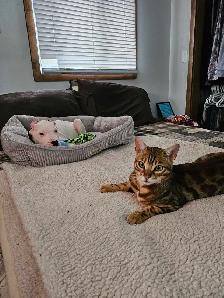 Male Bengal - Photo 3