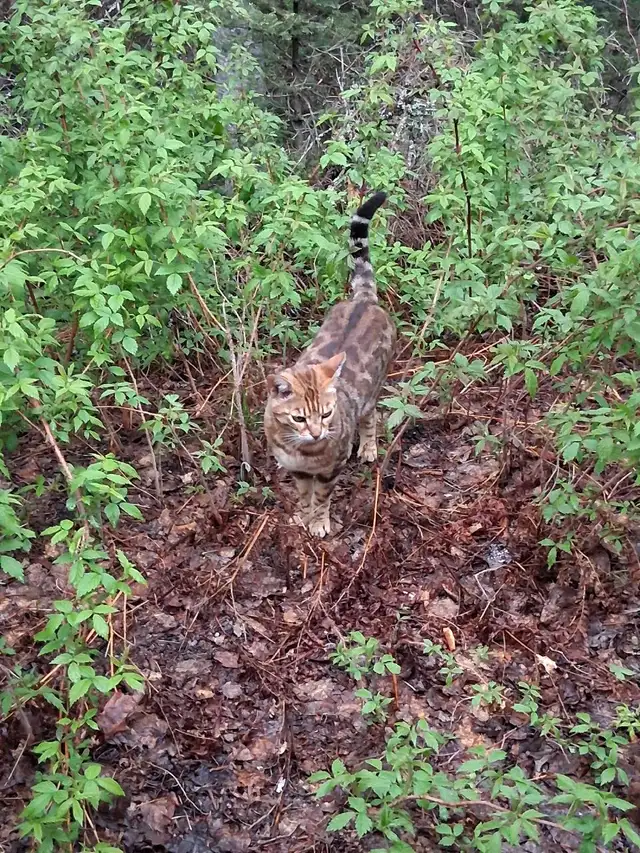 Male Bengal - Photo 7