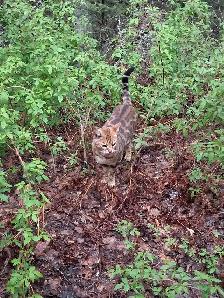 Male Bengal - Photo 7