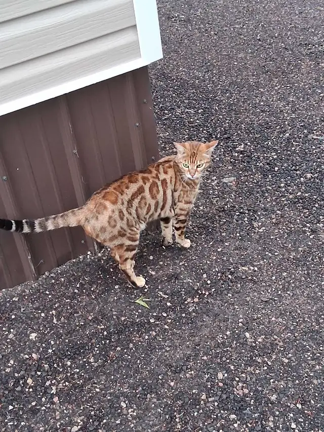 Male Bengal - Photo 8