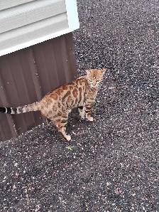 Male Bengal - Photo 8