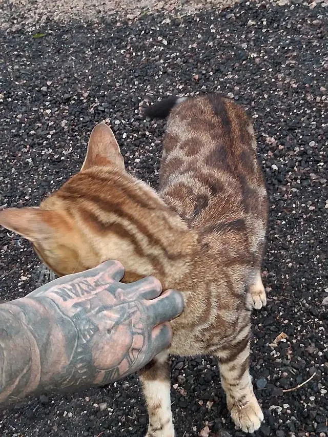 Male Bengal - Photo 9
