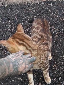 Male Bengal - Photo 9