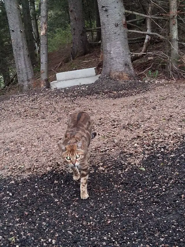 Male Bengal - Photo 10
