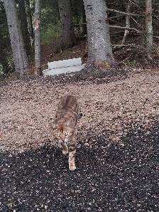 Male Bengal - Photo 10