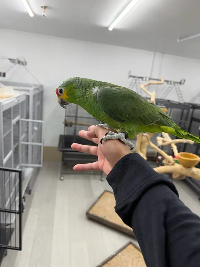 Baby Red Lored Amazon