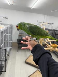 Baby Red Lored Amazon