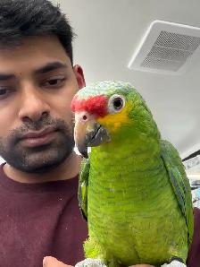 Baby Red Lored Amazon - Photo 2