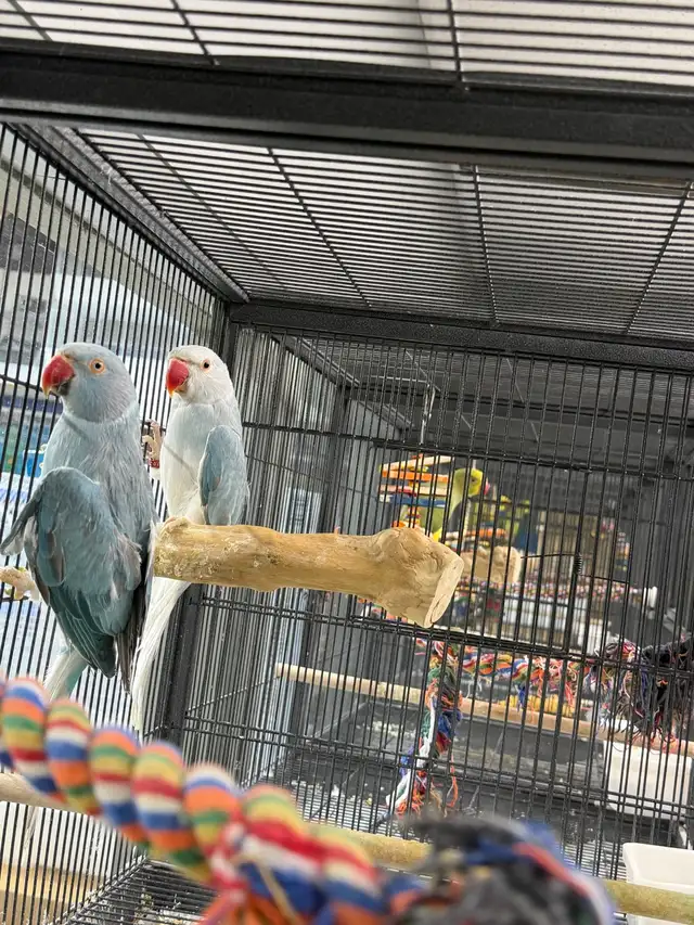 (Rare Pair) Cleartail Blue/Opaline Ringneck (2024)