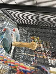 (Rare Pair) Cleartail Blue/Opaline Ringneck (2024)