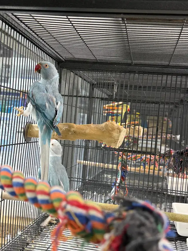 (Rare Pair) Cleartail Blue/Opaline Ringneck (2024) - Photo 2