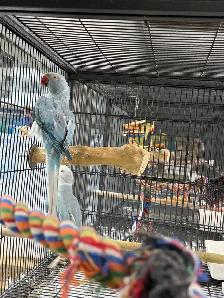(Rare Pair) Cleartail Blue/Opaline Ringneck (2024) - Photo 2