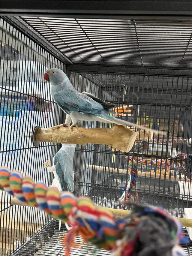 (Rare Pair) Cleartail Blue/Opaline Ringneck (2024) - Photo 3