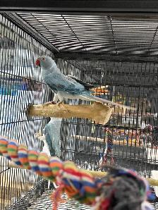 (Rare Pair) Cleartail Blue/Opaline Ringneck (2024) - Photo 3