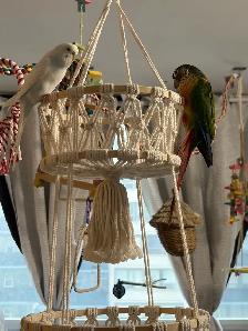 Toronto Sunshine Bird Sitter