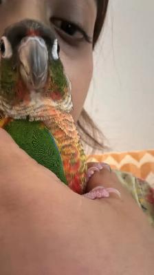 Toronto Sunshine Bird Sitter - Photo 2