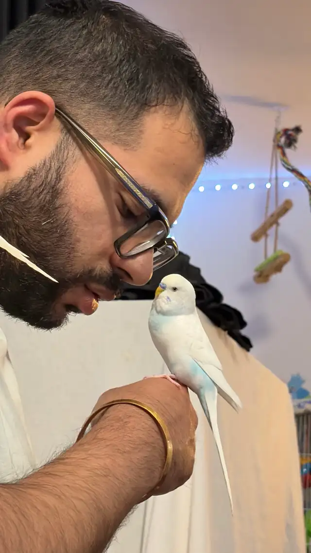 Toronto Sunshine Bird Sitter - Photo 3