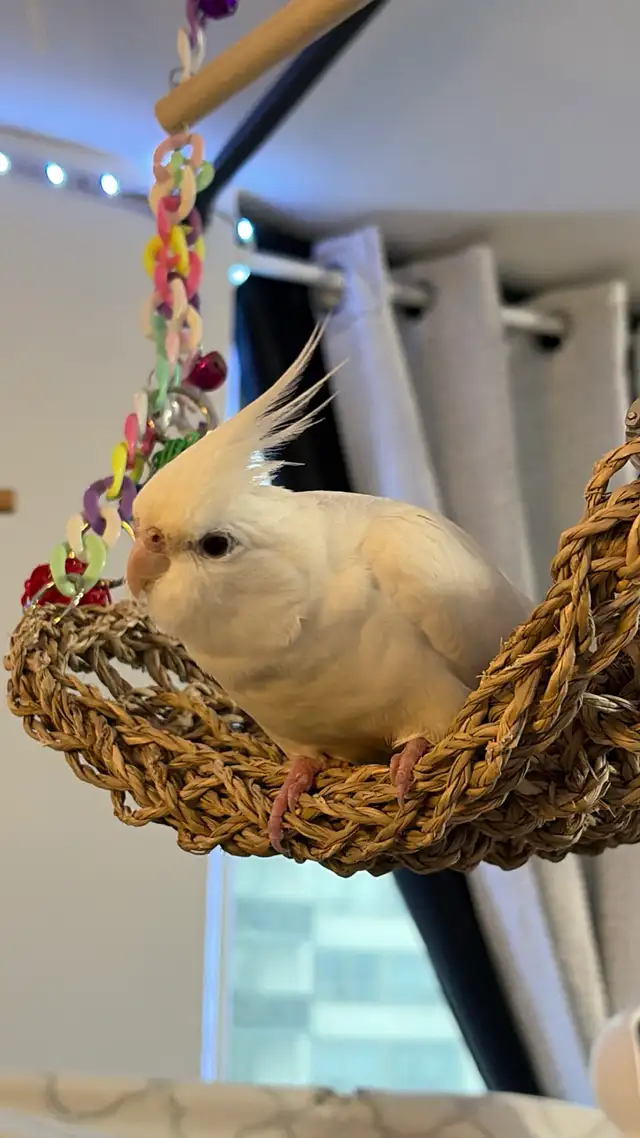 Toronto Sunshine Bird Sitter - Photo 4