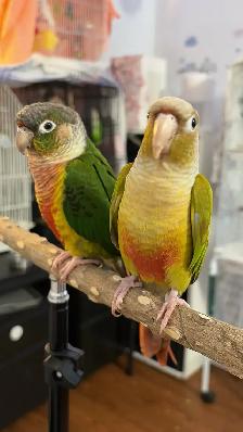 Toronto Sunshine Bird Sitter - Photo 5